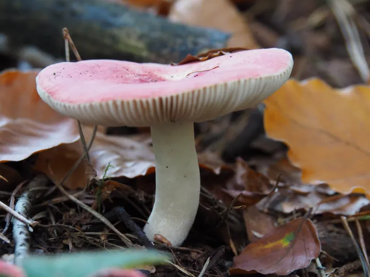 Vagevuurbos an Lippensgoed-Bulskampveld (Belgium)